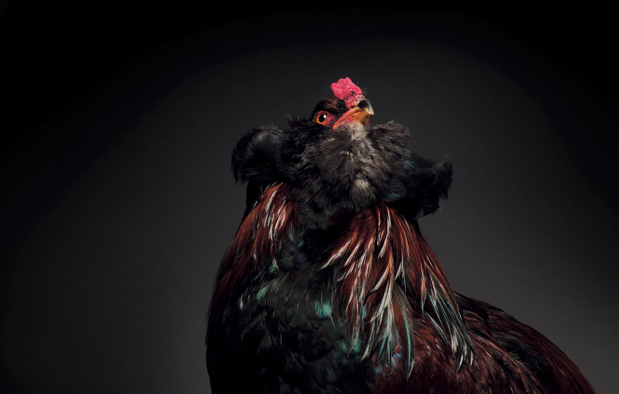 inspiringlife.pt - 25 das mais belas galinhas capturadas pela lente de um fotógrafo profissional