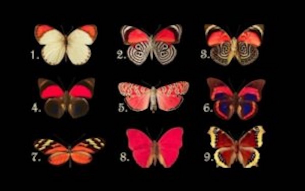 A borboleta escolheres revela os pensamentos que o teu subconsciente está a esconder