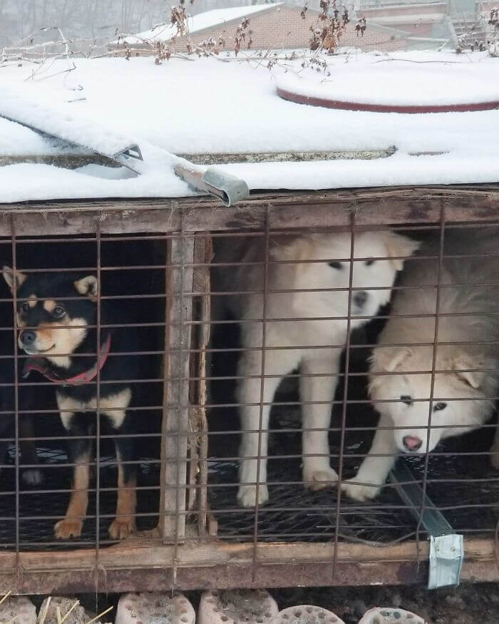 inspiringlife.pt - Esquiador olímpico salvou 90 cachorros que seriam vendidos para consumo na Coreia do Sul