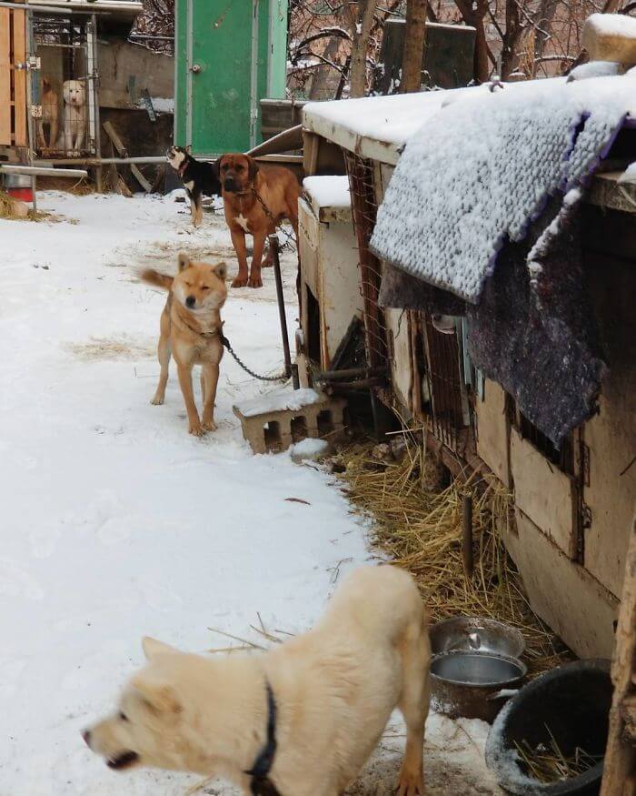 inspiringlife.pt - Esquiador olímpico salvou 90 cachorros que seriam vendidos para consumo na Coreia do Sul