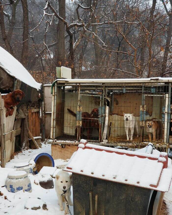 inspiringlife.pt - Esquiador olímpico salvou 90 cachorros que seriam vendidos para consumo na Coreia do Sul