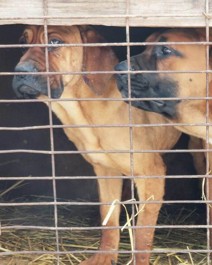 inspiringlife.pt - Esquiador olímpico salvou 90 cachorros que seriam vendidos para consumo na Coreia do Sul