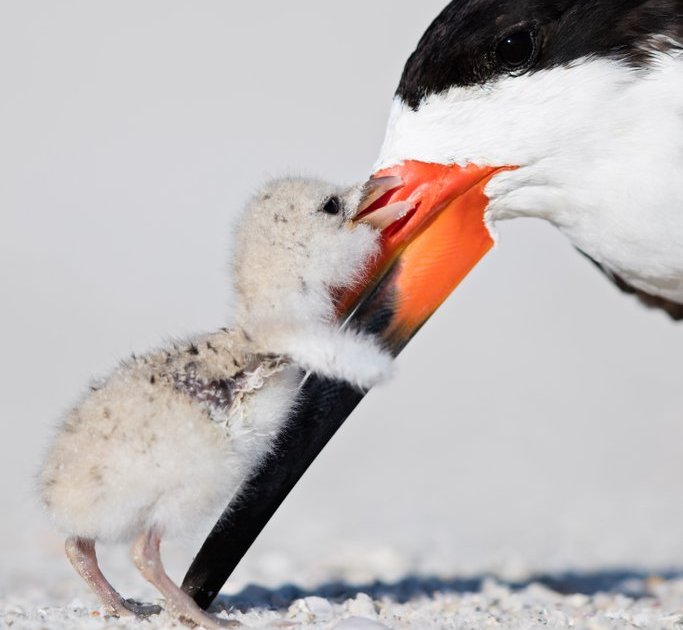 fotografias-finalistas-do-15o-concurso-anual-de-fotografia-da-revista-smithsonian1