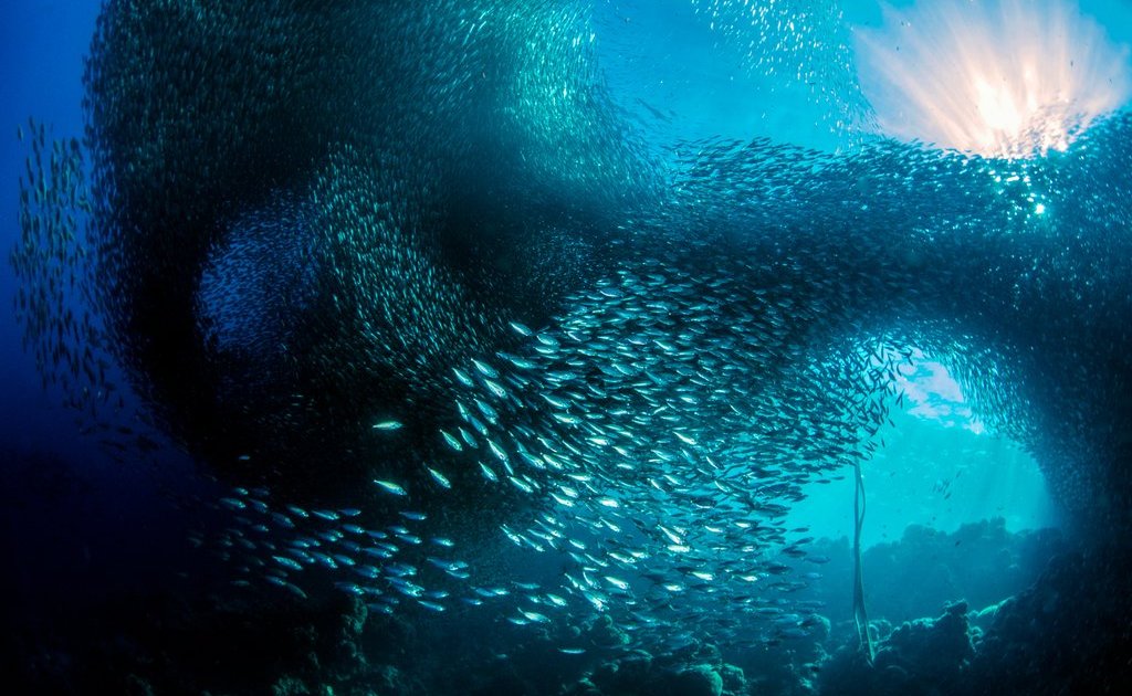 fotografias-finalistas-do-15o-concurso-anual-de-fotografia-da-revista-smithsonian13