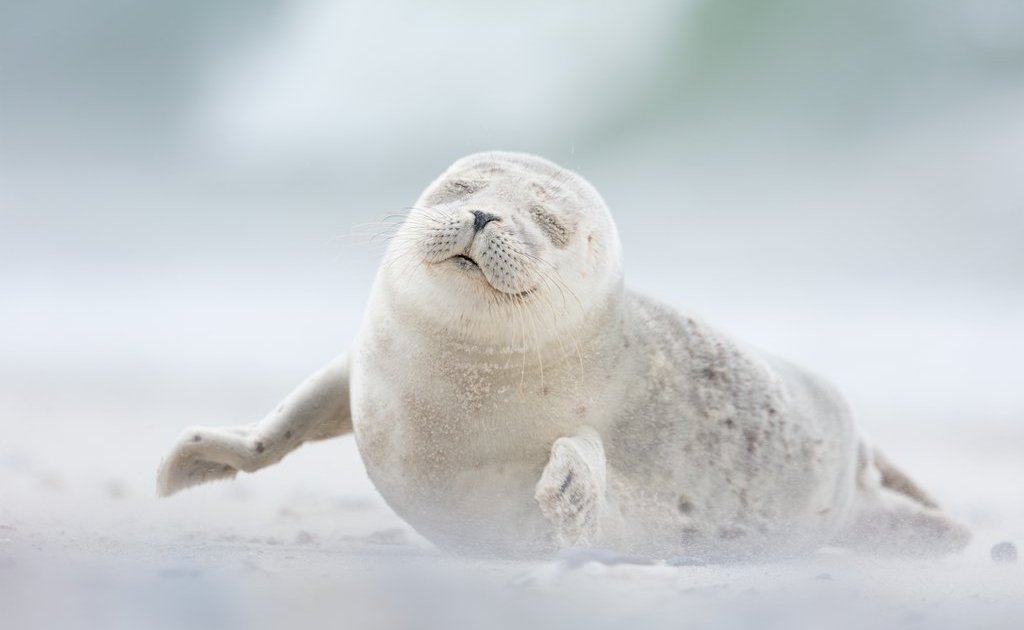 fotografias-finalistas-do-15o-concurso-anual-de-fotografia-da-revista-smithsonian6