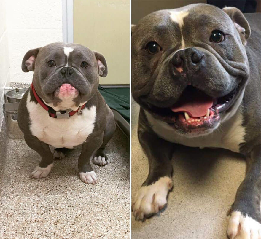 inspiringlife.pt - 28 fotos de cachorros antes vs. depois de serem adoptados