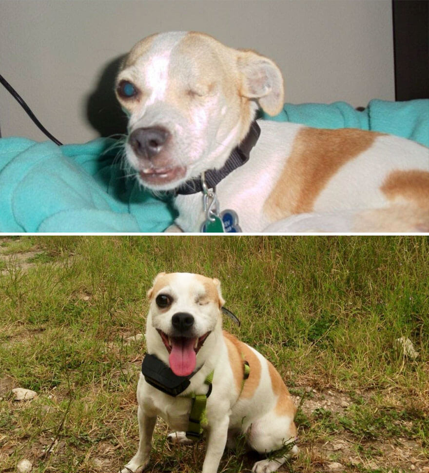 inspiringlife.pt - 28 fotos de cachorros antes vs. depois de serem adoptados