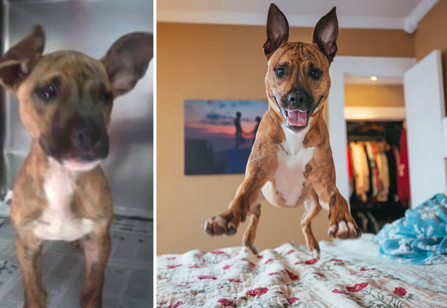 inspiringlife.pt - 28 fotos de cachorros antes vs. depois de serem adoptados