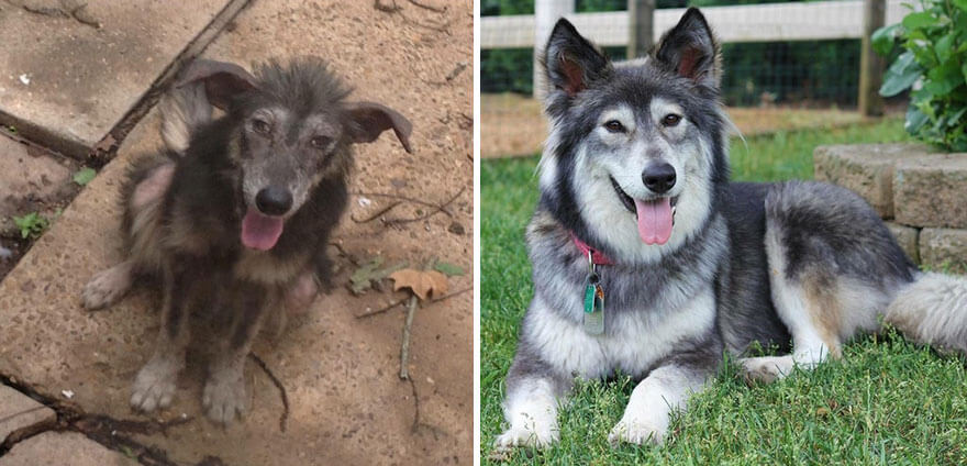 inspiringlife.pt - 28 fotos de cachorros antes vs. depois de serem adoptados