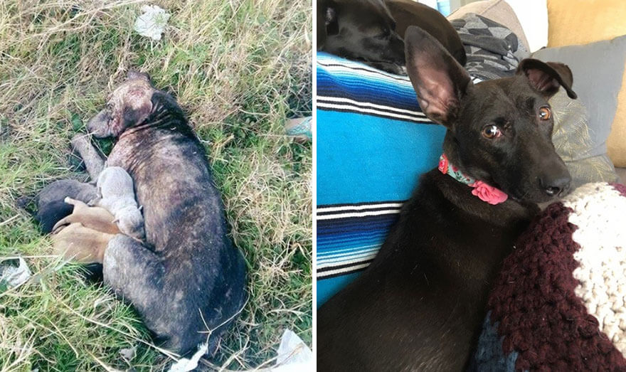 inspiringlife.pt - 28 fotos de cachorros antes vs. depois de serem adoptados