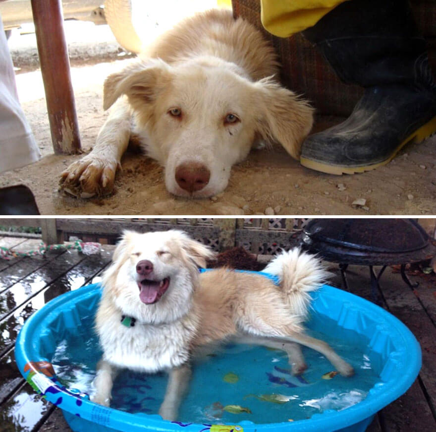 inspiringlife.pt - 28 fotos de cachorros antes vs. depois de serem adoptados