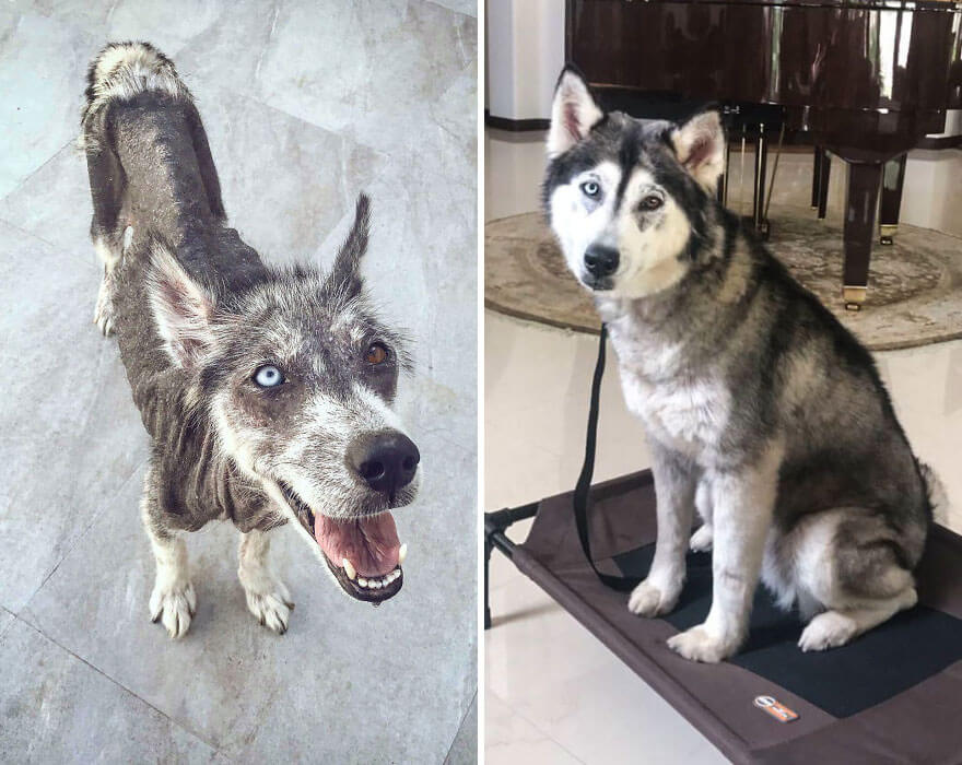 inspiringlife.pt - 28 fotos de cachorros antes vs. depois de serem adoptados