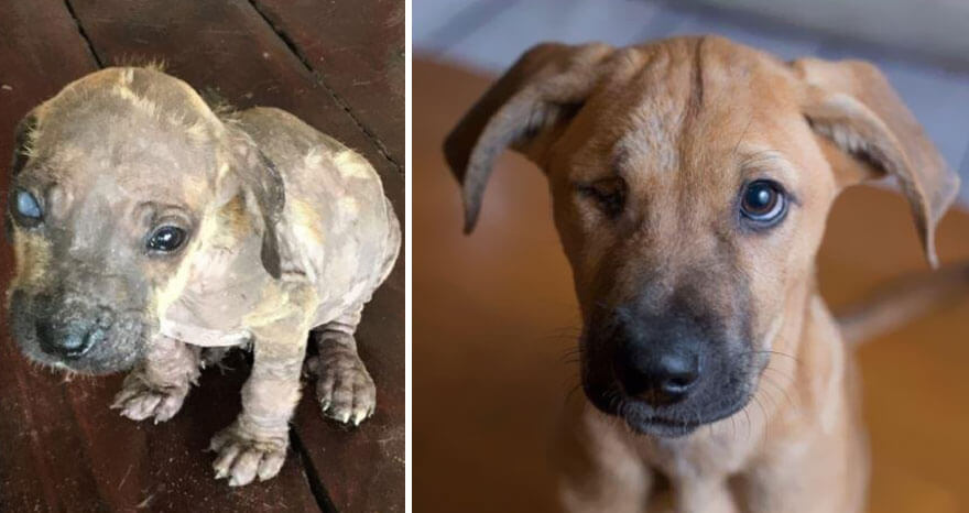 inspiringlife.pt - 28 fotos de cachorros antes vs. depois de serem adoptados