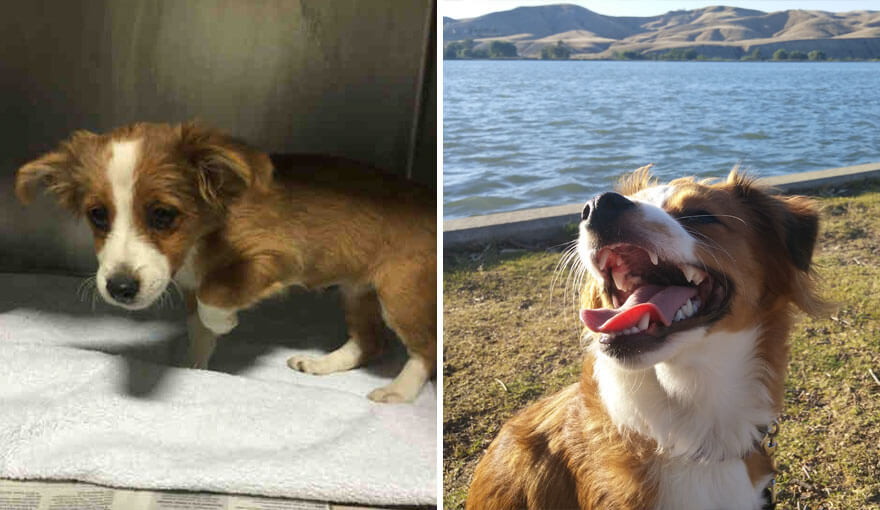 inspiringlife.pt - 28 fotos de cachorros antes vs. depois de serem adoptados