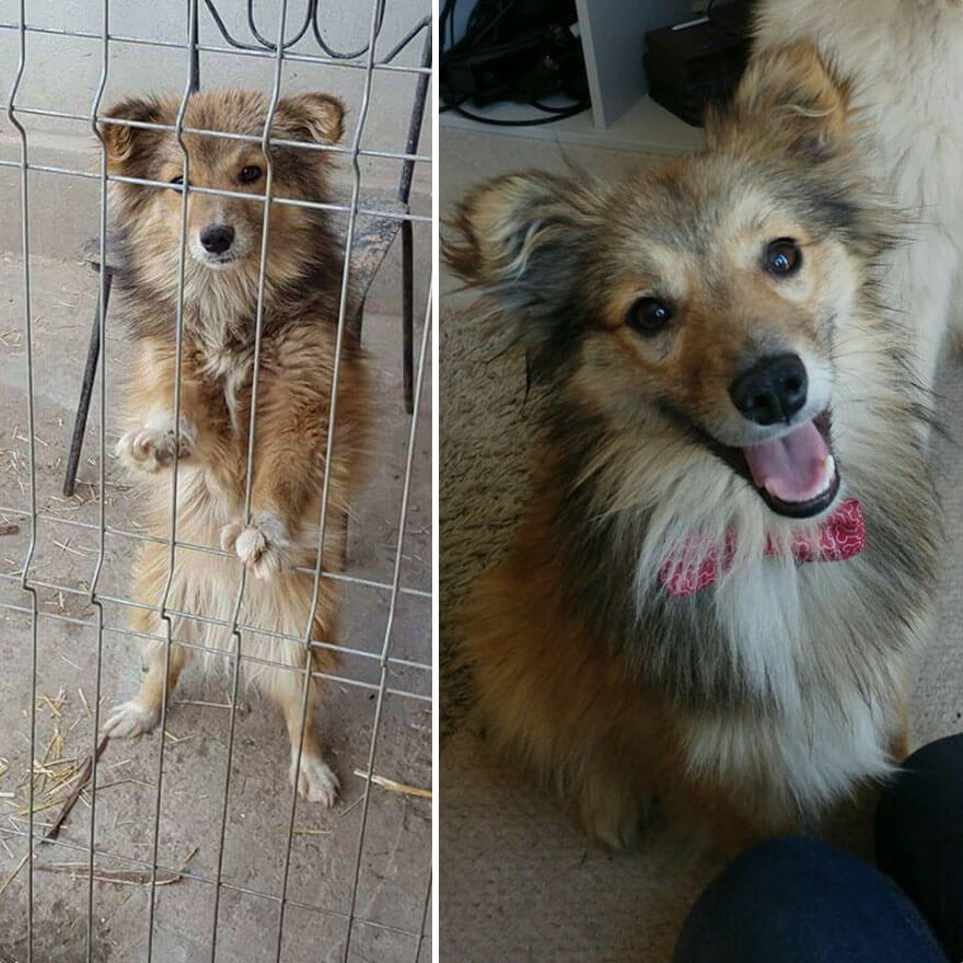 inspiringlife.pt - 28 fotos de cachorros antes vs. depois de serem adoptados