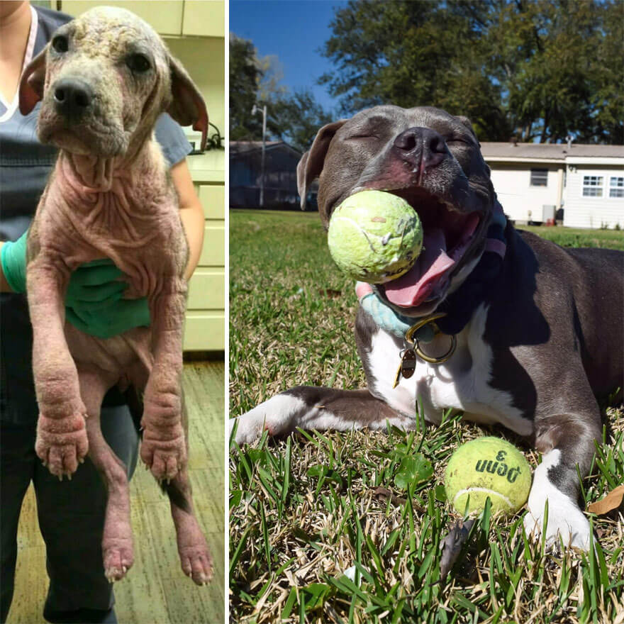 inspiringlife.pt - 28 fotos de cachorros antes vs. depois de serem adoptados