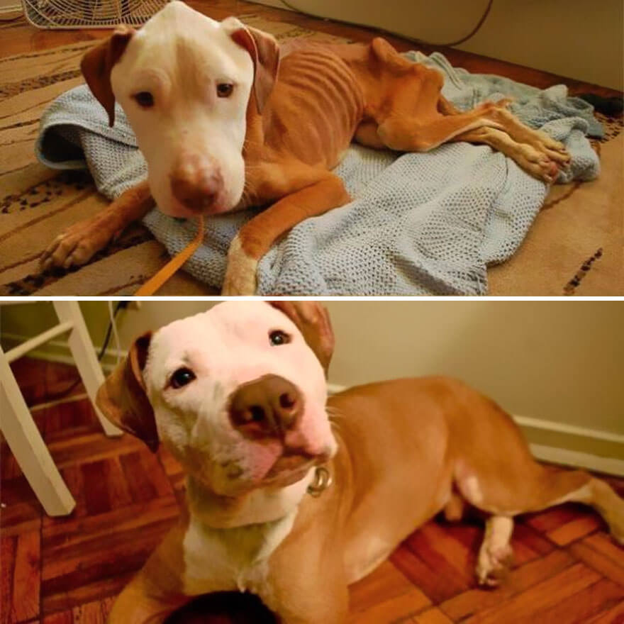 inspiringlife.pt - 28 fotos de cachorros antes vs. depois de serem adoptados