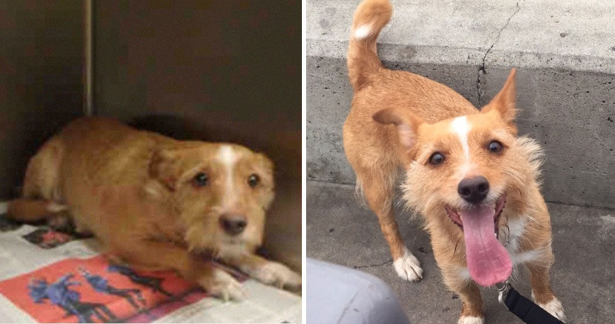 inspiringlife.pt - 28 fotos de cachorros antes vs. depois de serem adoptados