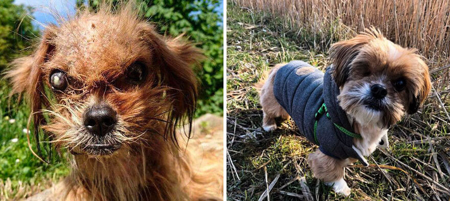 inspiringlife.pt - 28 fotos de cachorros antes vs. depois de serem adoptados