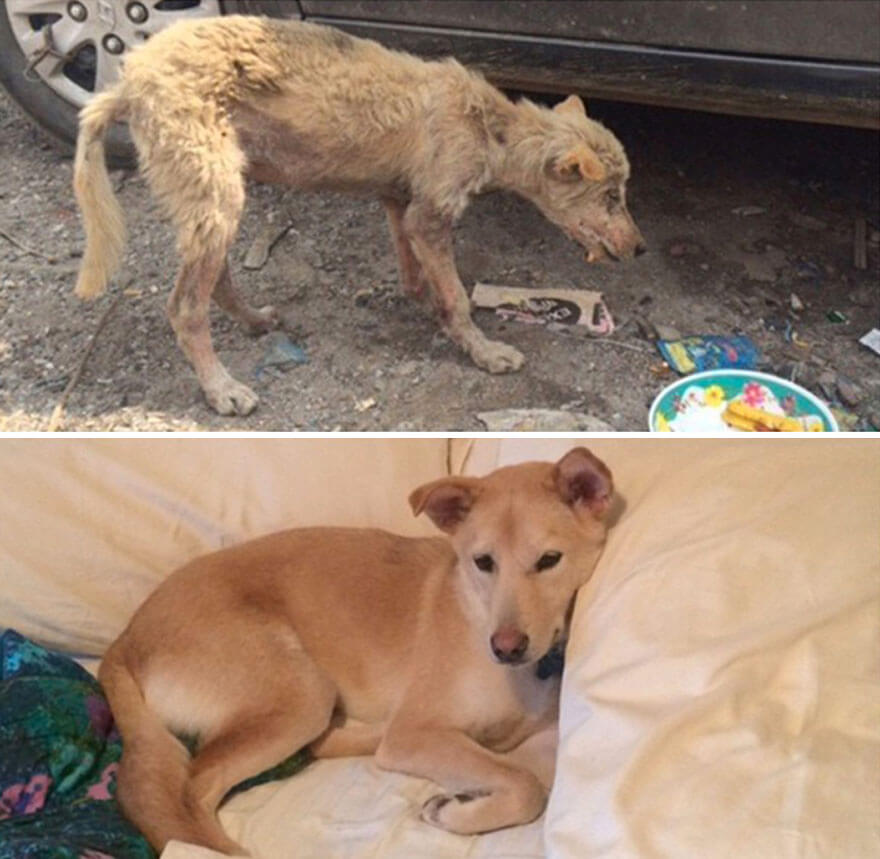 inspiringlife.pt - 28 fotos de cachorros antes vs. depois de serem adoptados