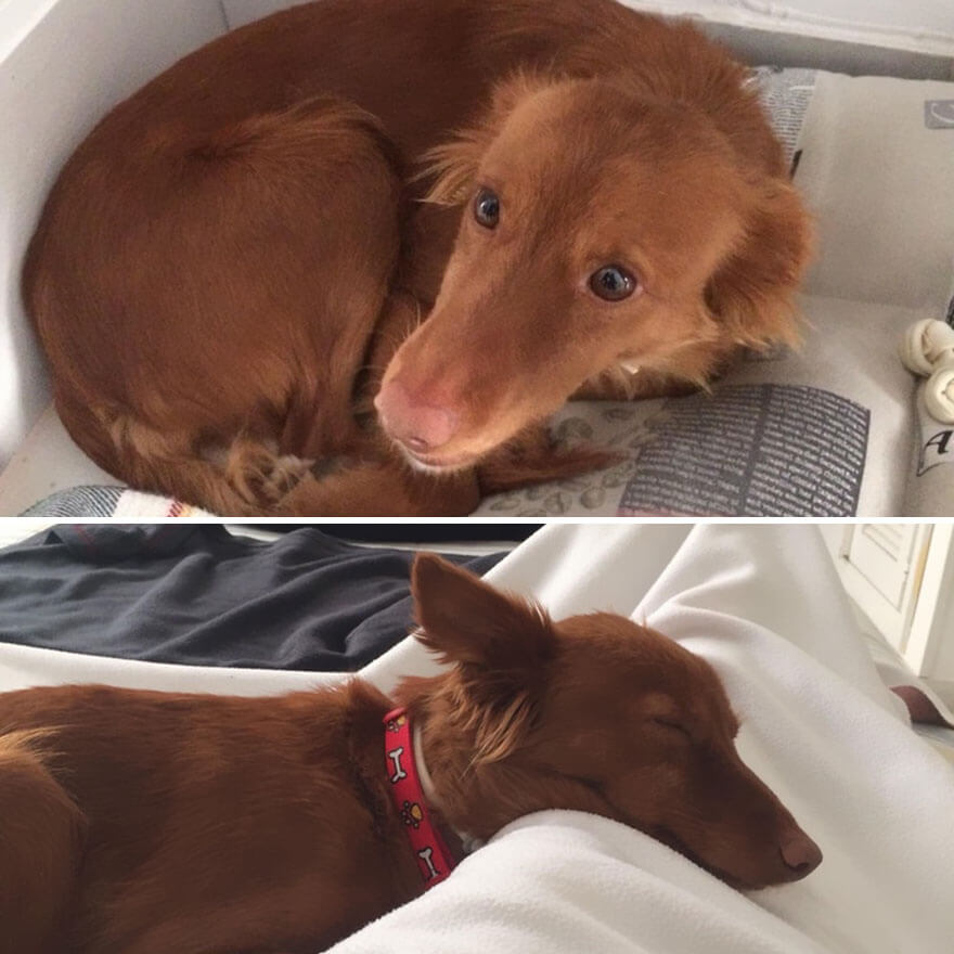 inspiringlife.pt - 28 fotos de cachorros antes vs. depois de serem adoptados