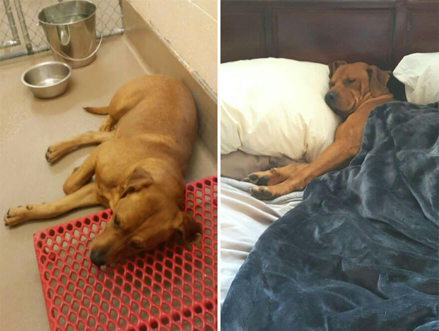 inspiringlife.pt - 28 fotos de cachorros antes vs. depois de serem adoptados