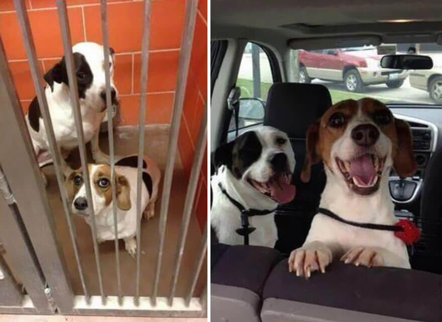 inspiringlife.pt - 28 fotos de cachorros antes vs. depois de serem adoptados