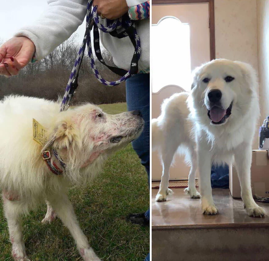 inspiringlife.pt - 28 fotos de cachorros antes vs. depois de serem adoptados