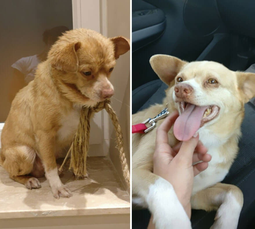 inspiringlife.pt - 28 fotos de cachorros antes vs. depois de serem adoptados