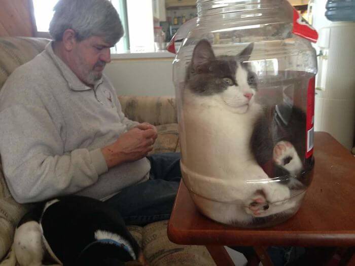 inspiringlife.pt - 23 fotos hilariantes que provam que os gatos são na realidade "líquidos"