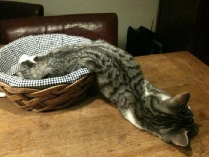 inspiringlife.pt - 23 fotos hilariantes que provam que os gatos são na realidade "líquidos"