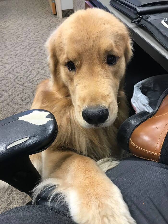 inspiringlife.pt - 28 fotos que mostram o porquê dos Labradores serem dos melhores cães do mundo