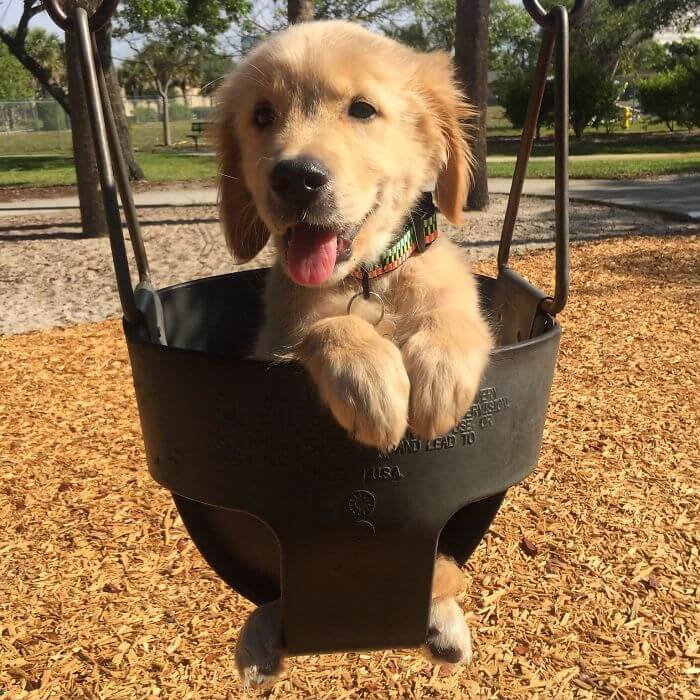 inspiringlife.pt - 28 fotos que mostram o porquê dos Labradores serem dos melhores cães do mundo