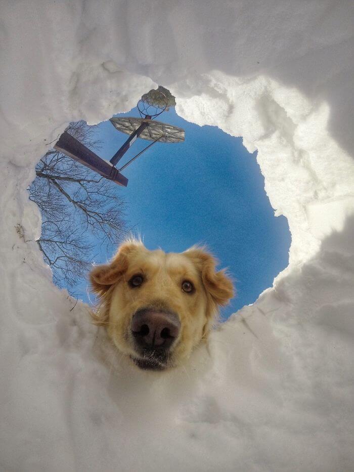 inspiringlife.pt - 28 fotos que mostram o porquê dos Labradores serem dos melhores cães do mundo