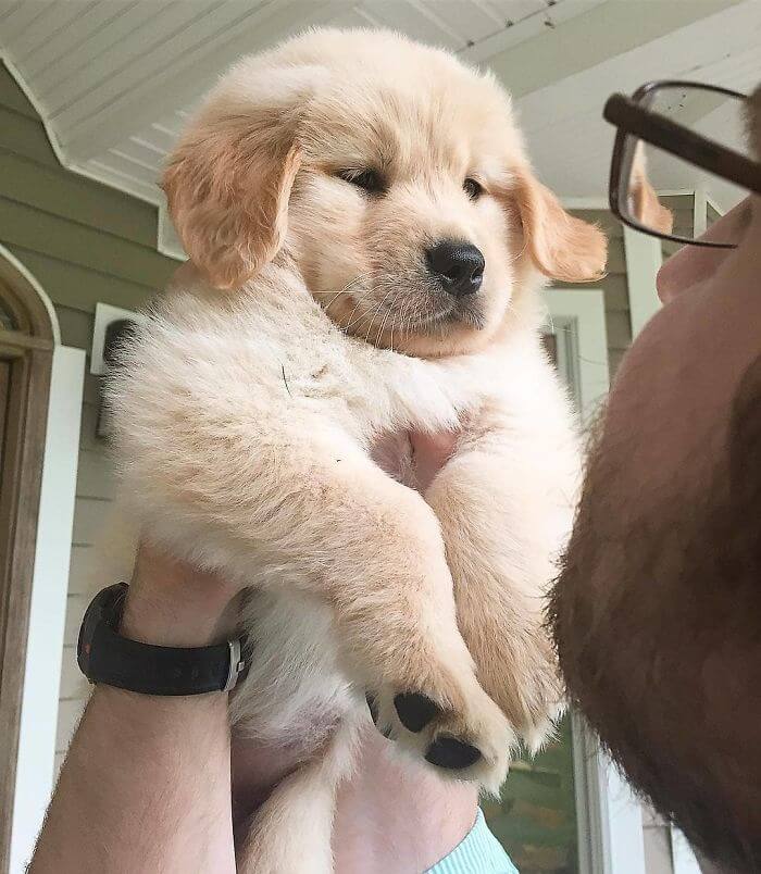 inspiringlife.pt - 28 fotos que mostram o porquê dos Labradores serem dos melhores cães do mundo