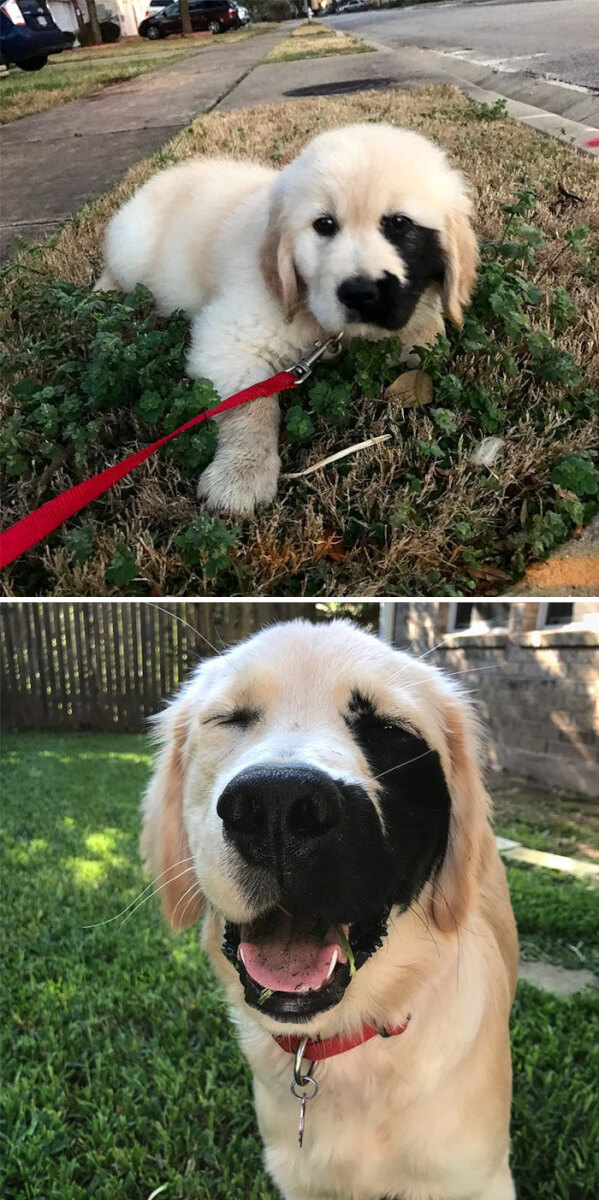 inspiringlife.pt - 28 fotos que mostram o porquê dos Labradores serem dos melhores cães do mundo