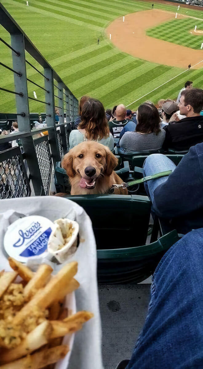 inspiringlife.pt - 28 fotos que mostram o porquê dos Labradores serem dos melhores cães do mundo