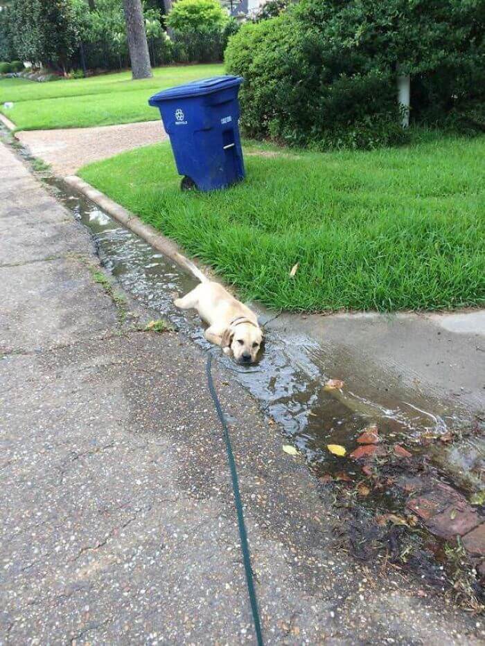 inspiringlife.pt - 28 fotos que mostram o porquê dos Labradores serem dos melhores cães do mundo