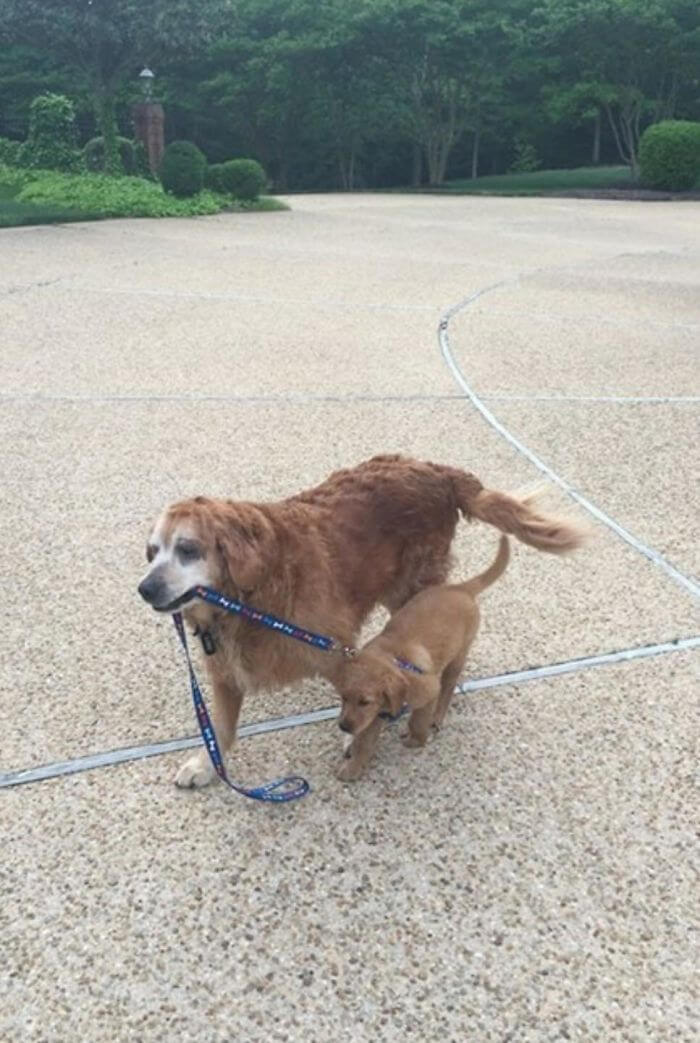 inspiringlife.pt - 28 fotos que mostram o porquê dos Labradores serem dos melhores cães do mundo