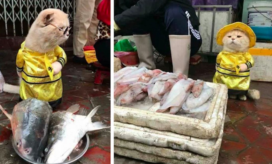 Gatinho adorável torna-se o vendedor de peixe mais famoso em mercado vietnamita local