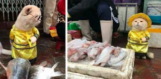 Gatinho adorável torna-se o vendedor de peixe mais famoso em mercado vietnamita local