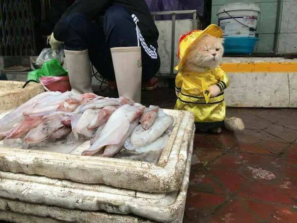 inspiringlife.pt - Gatinho adorável torna-se o vendedor de peixe mais famoso em mercado vietnamita local