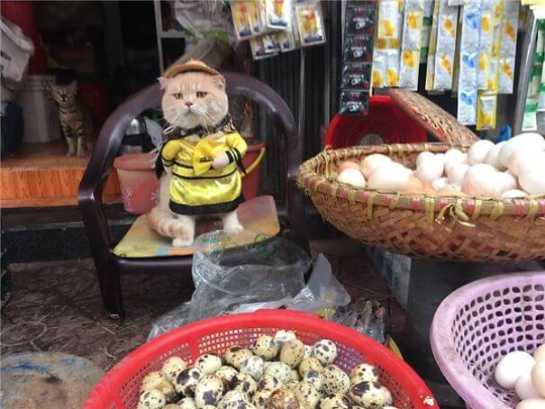 inspiringlife.pt - Gatinho adorável torna-se o vendedor de peixe mais famoso em mercado vietnamita local