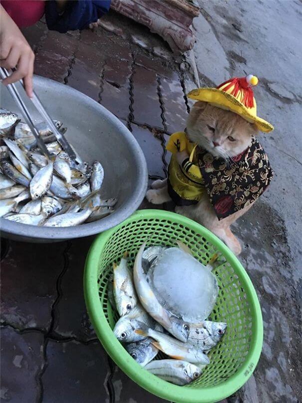 inspiringlife.pt - Gatinho adorável torna-se o vendedor de peixe mais famoso em mercado vietnamita local