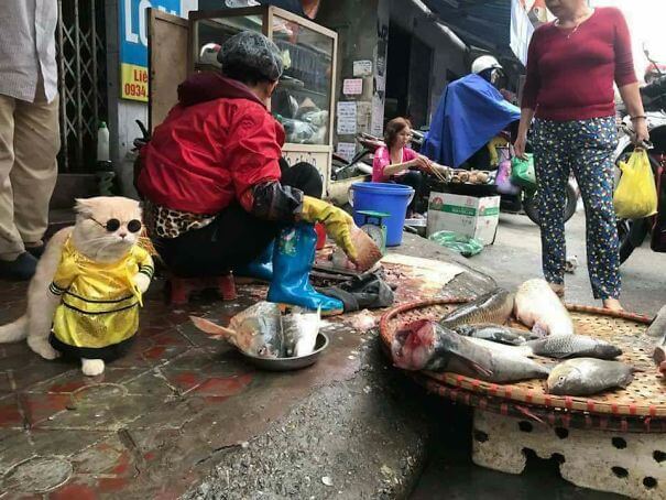 inspiringlife.pt - Gatinho adorável torna-se o vendedor de peixe mais famoso em mercado vietnamita local