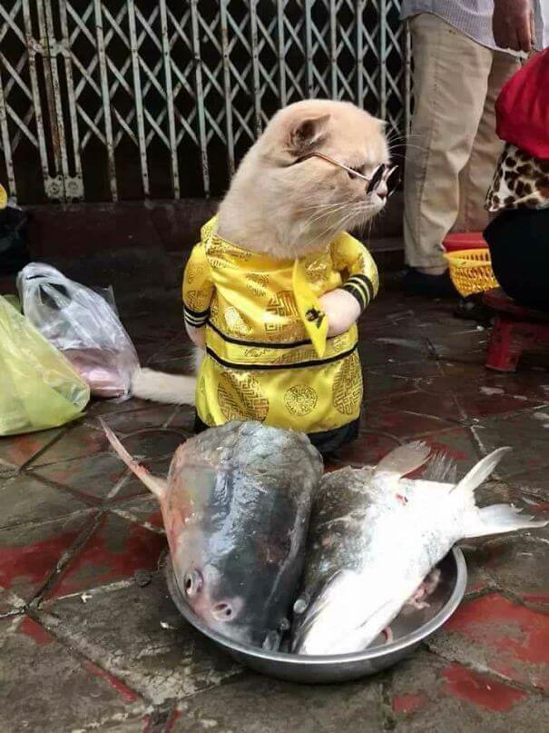 inspiringlife.pt - Gatinho adorável torna-se o vendedor de peixe mais famoso em mercado vietnamita local