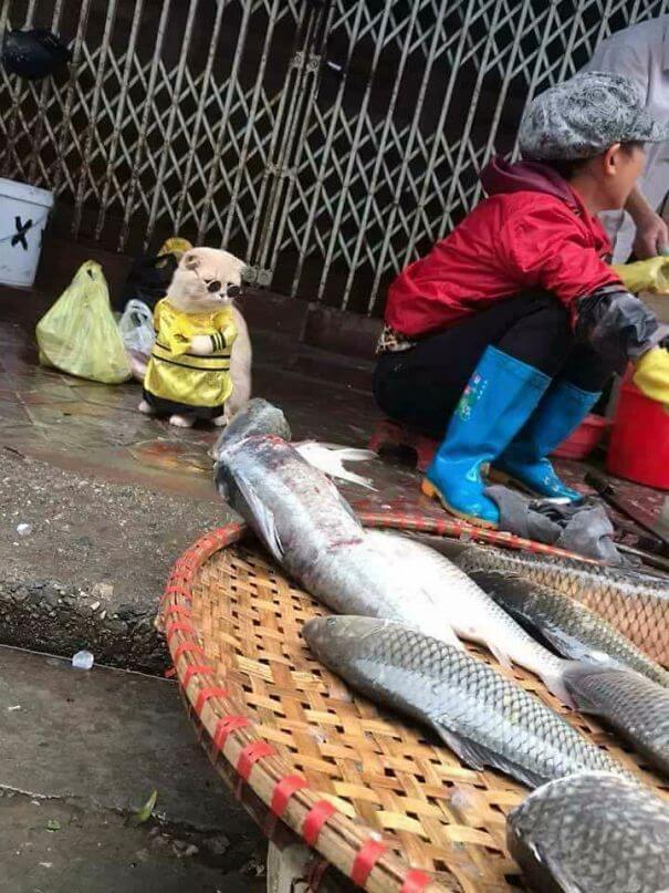 inspiringlife.pt - Gatinho adorável torna-se o vendedor de peixe mais famoso em mercado vietnamita local