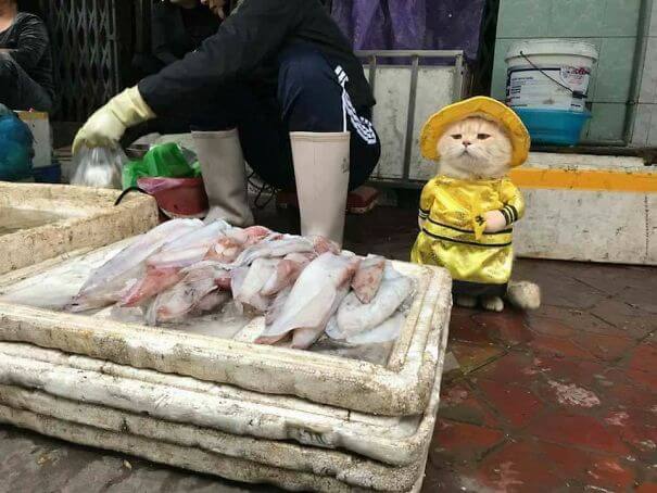 inspiringlife.pt - Gatinho adorável torna-se o vendedor de peixe mais famoso em mercado vietnamita local