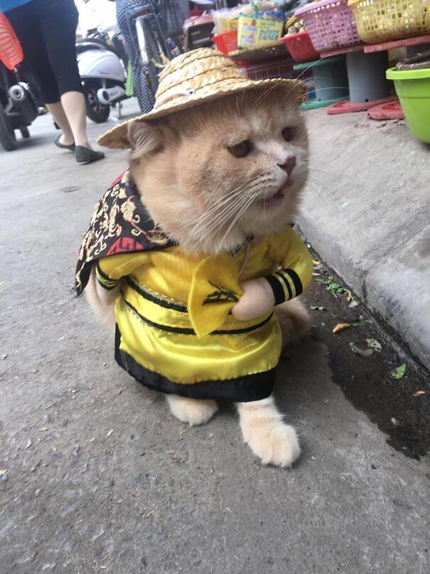 inspiringlife.pt - Gatinho adorável torna-se o vendedor de peixe mais famoso em mercado vietnamita local