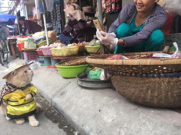 inspiringlife.pt - Gatinho adorável torna-se o vendedor de peixe mais famoso em mercado vietnamita local